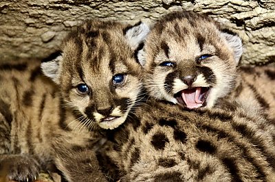 Mountain lion kittens