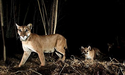 Mountain lion with tracking collar with her kittens walking in the dark