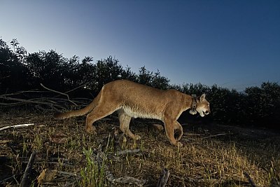 Mountain lion with tracking collar walks at dusk - thumbnail