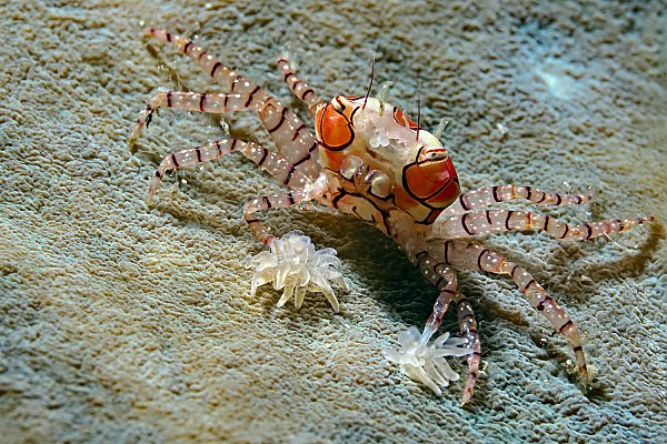 red and white striped crab on coral
