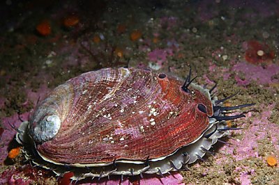 abalone budidaya noaa fish kerang tentacles commission protect sensory pores irs coloration