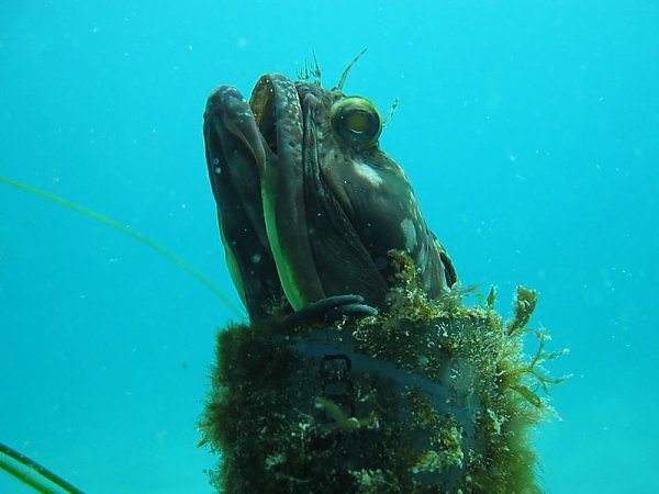 Sarcastic Fringehead