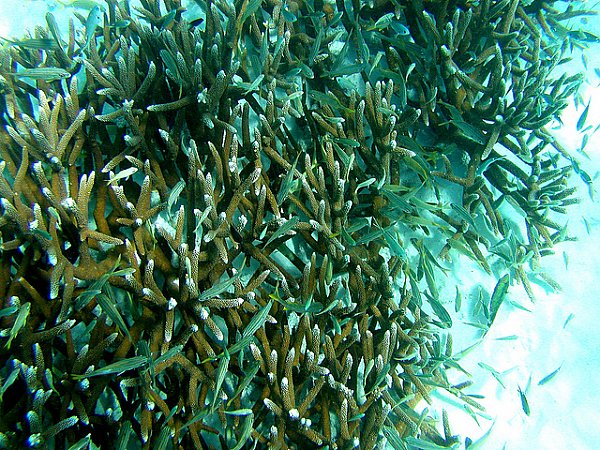 Staghorn Coral
