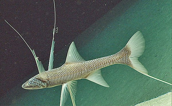 Tripod Fish | Online Learning Center | Aquarium of the Pacific