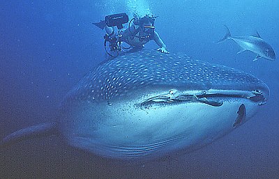 Whale Shark and Diver - thumbnail