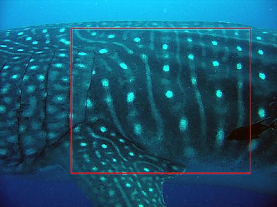 Whale Shark Skin Detail - thumbnail