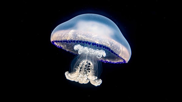 White barrel jelly with purple trim along its bell