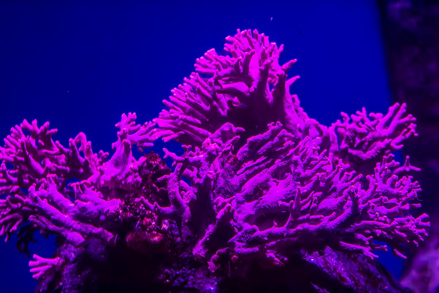 Purple colored coral