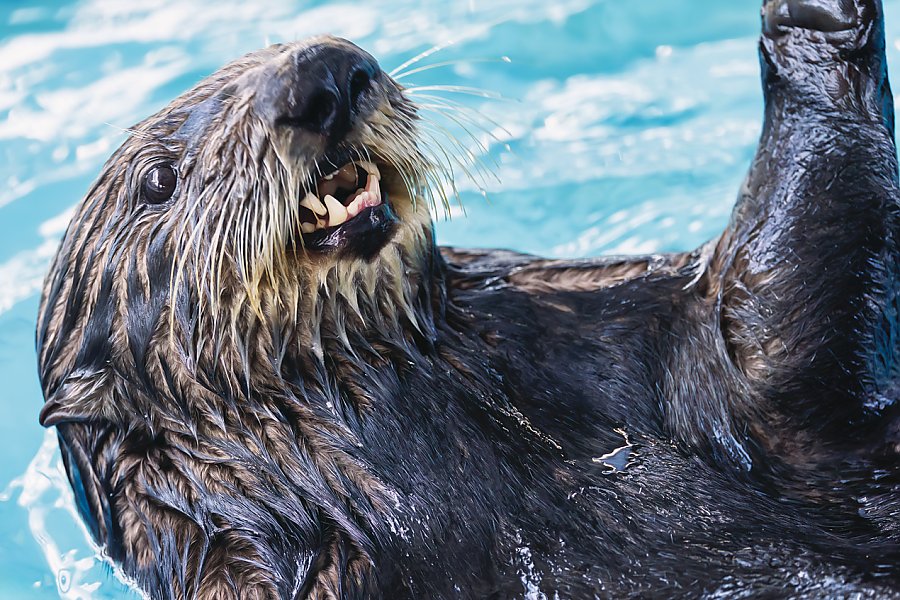 Otter on Back Swimming