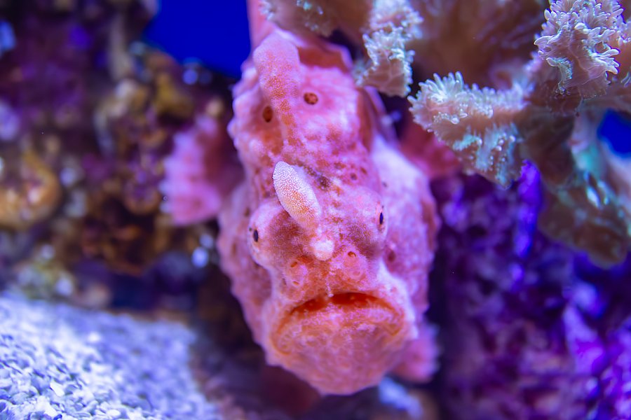 Pink colored fish facing camera amid coral