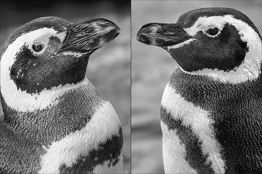Penguin portraits in black and white
