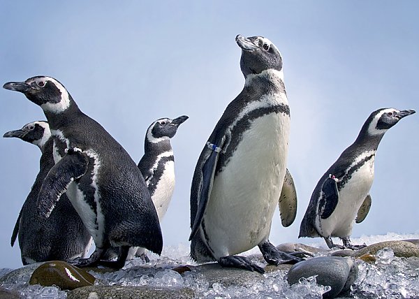 Penguins on rocks against a blue background