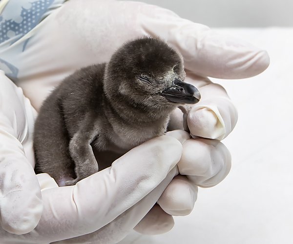 fuzzy gray penguin chick with eyes closed carefully held in pair of gloved hands