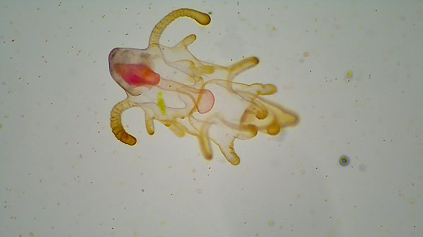 advanced brachiolaria larva of sunflower star