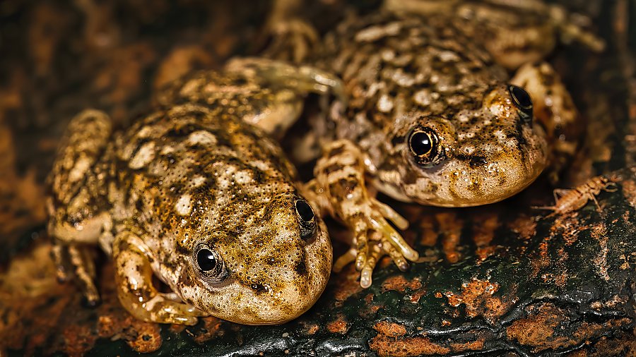Two frogs sitting on a rock