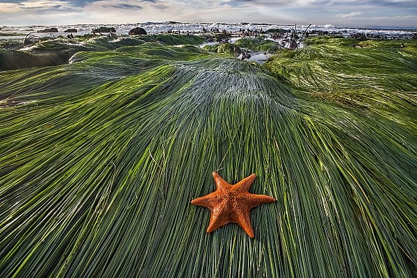 Bat Star on Surfgrass