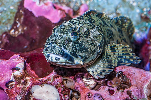 Cabezon on pink coral