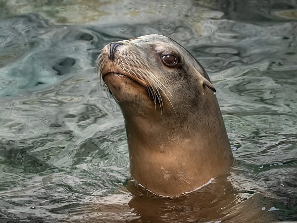 California sea lion in water