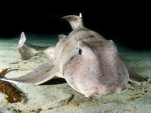 Face of Horn Shark on sandy bottom with dark background