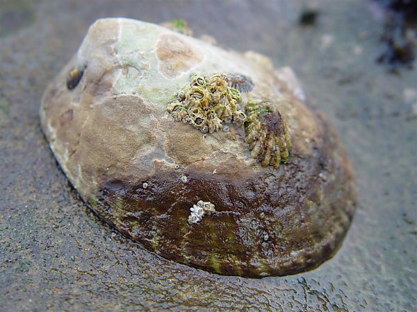 Owl limpet