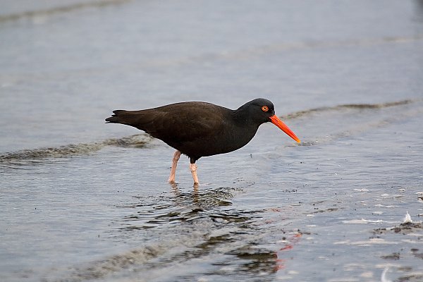 Black oystercatcher wading