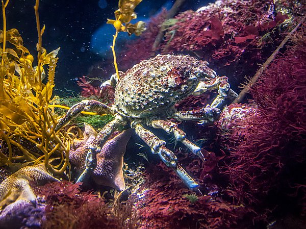 Sheep crab eating coral.