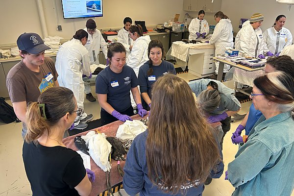 Wildlife Conservation Through Collaboration