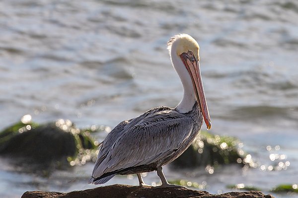 Brown pelican on rock