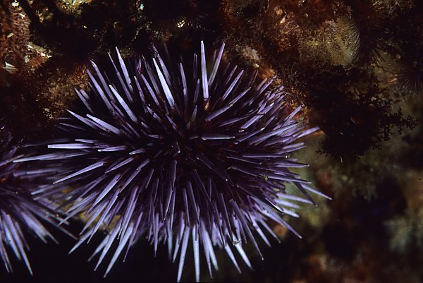 Purple sea urchin