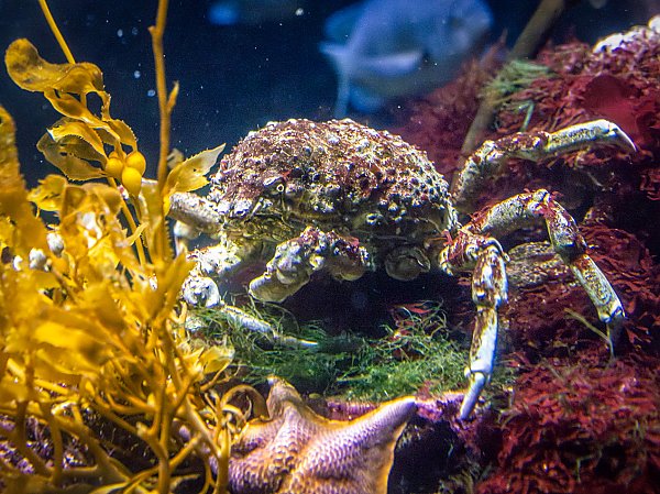 Sheep crab front view.