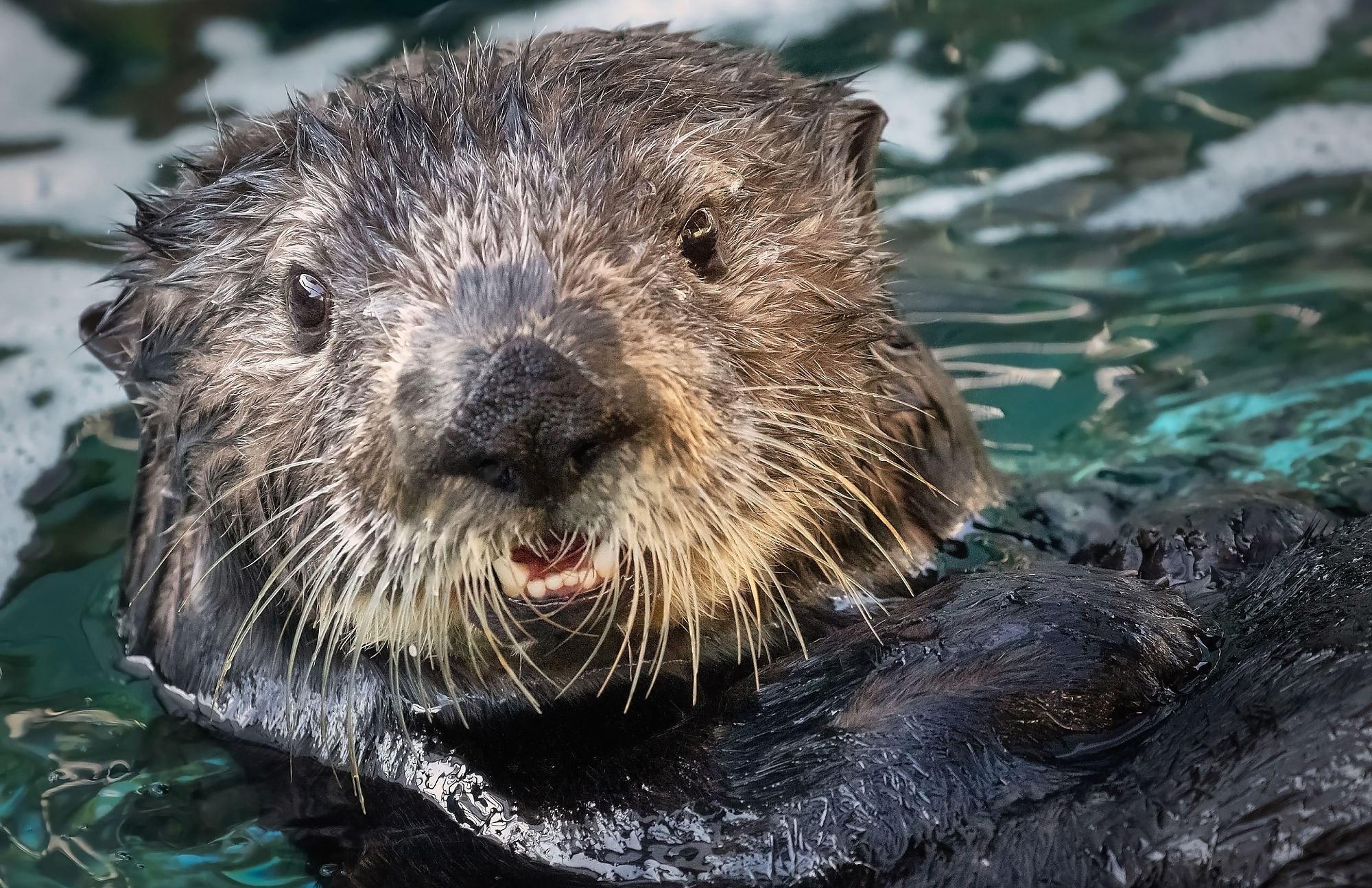 Close up of otters face