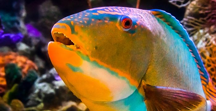 Tropical parrotfish