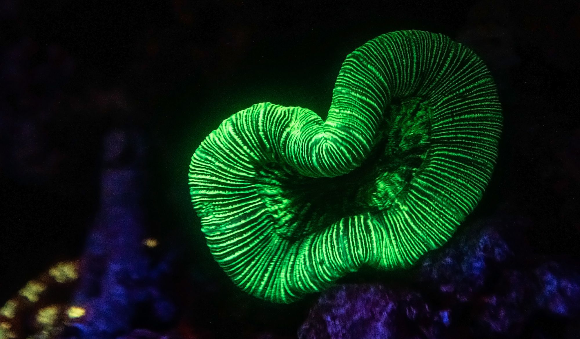 Glowing green coral