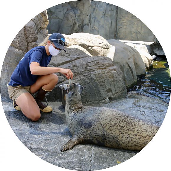 harbor seal feeding