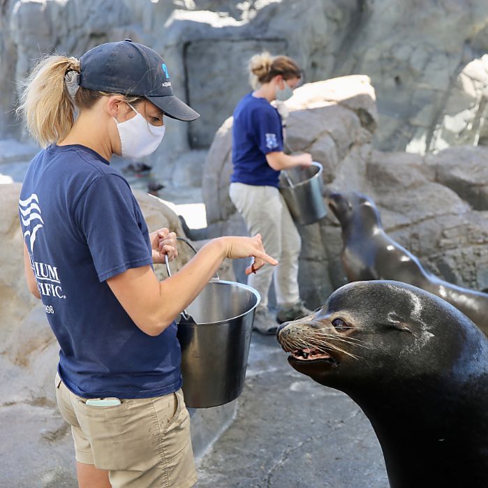 husbandry feeding a sea lion