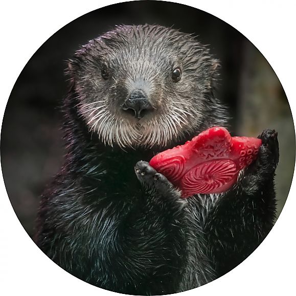sea otter holding treat