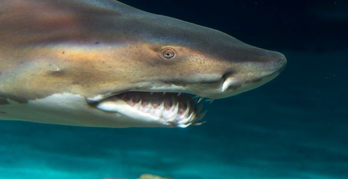 sand tiger shark head