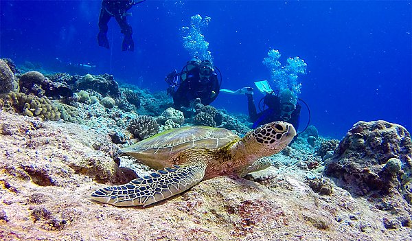 Sea turtle near divers