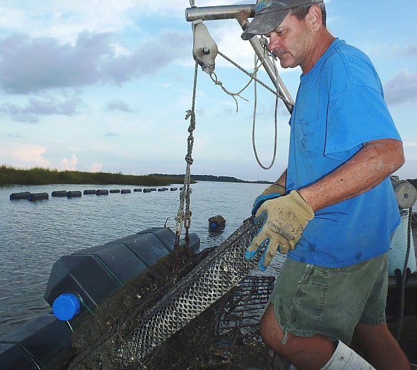 Farmer Frank Roberts tends to his oyster farm in South Carolina.