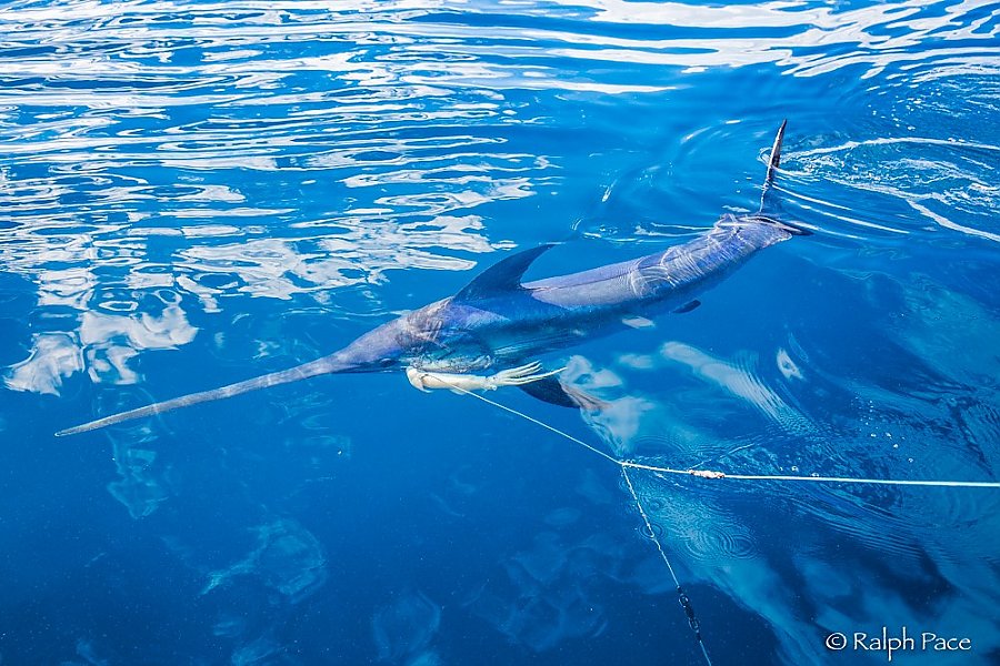 Swordfish on a fishing line