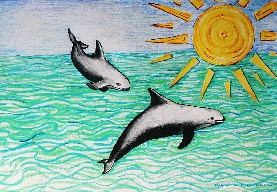 Drawing of two vaquitas jumping out of the water