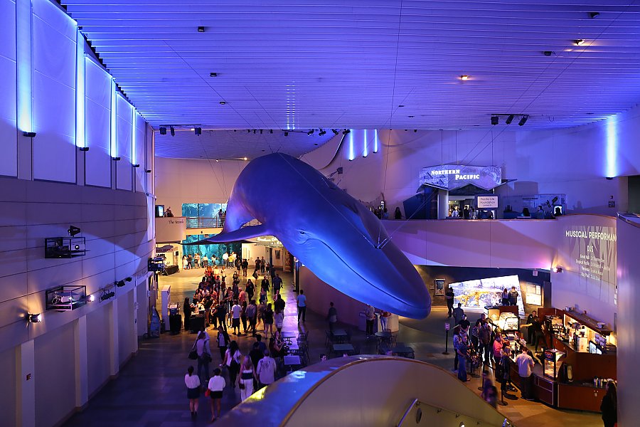 blue whale night dive.jpg