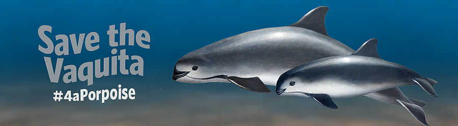 Help save the vaquita
