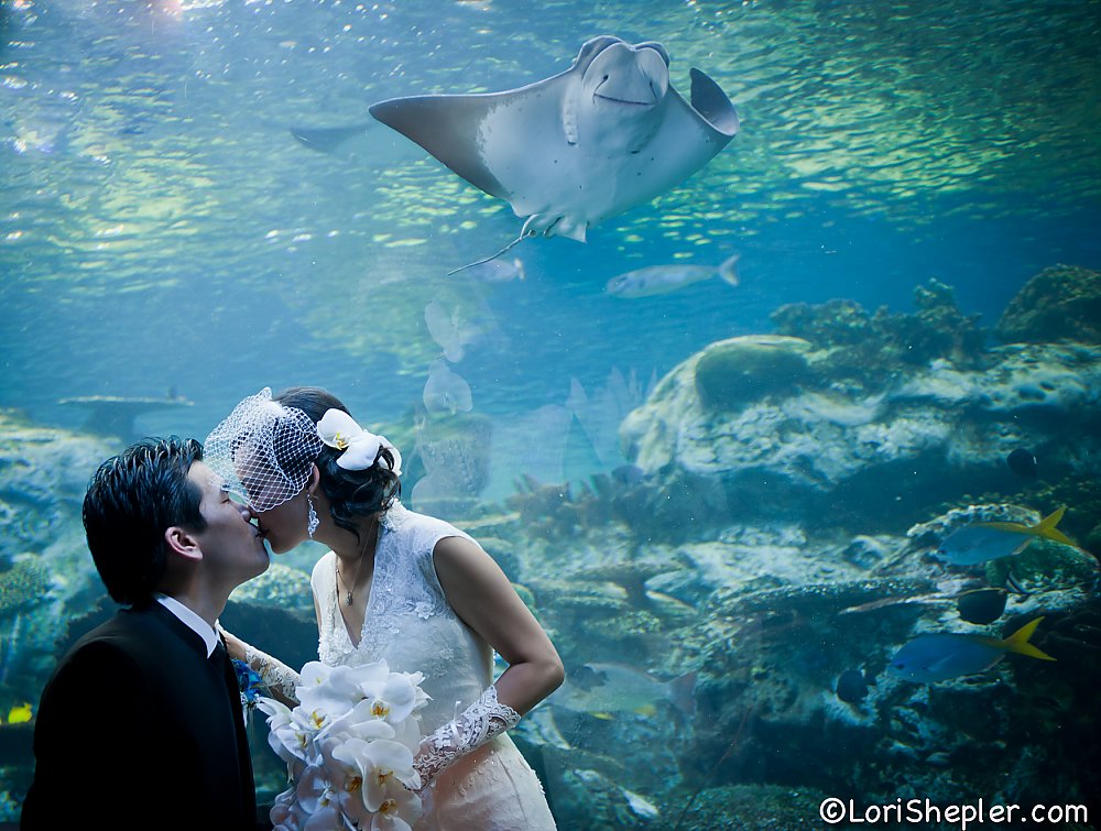 Bride and Groom kissing in front of exhibit with a ray swimming above