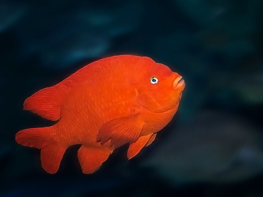 Garibaldi on dark background