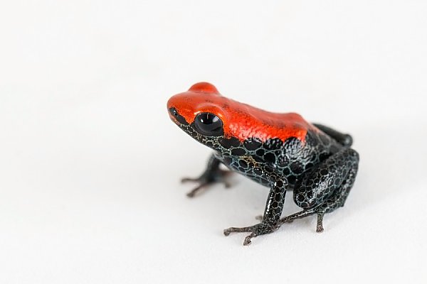 Red-backed Poison Dart Frog on White Background