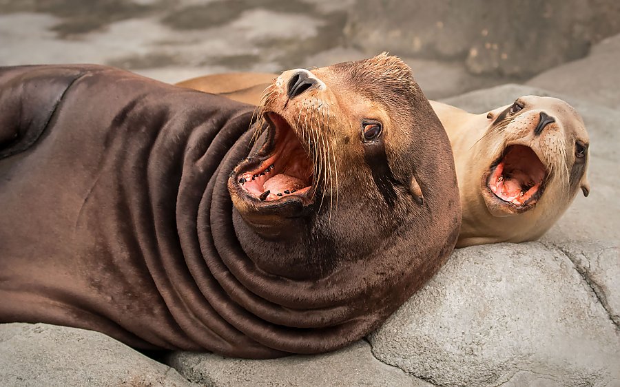 Two sea lions with mouths open