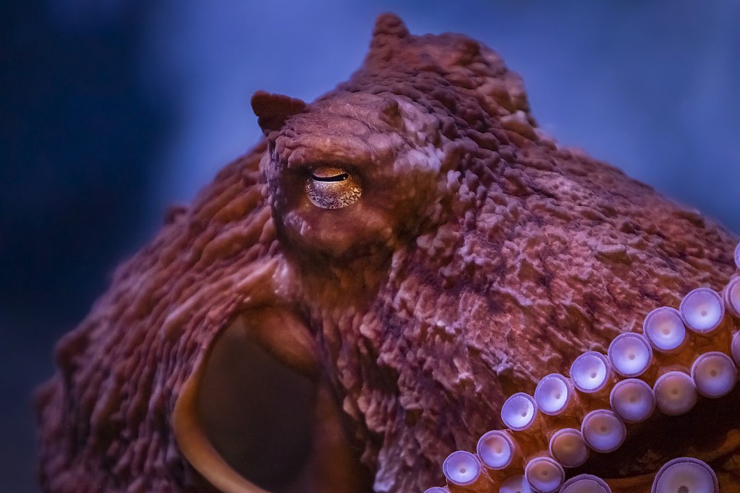 Close-up of a giant Pacific octopus