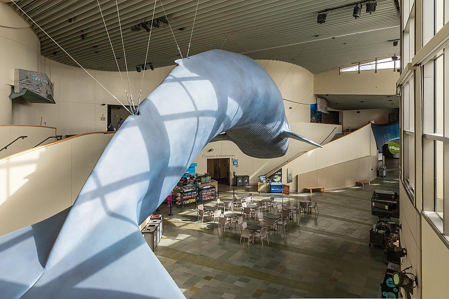 blue whale model hangs in the Great Hall