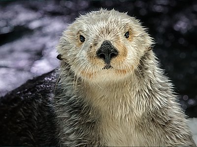 Southern Sea Otter | Online Learning Center | Aquarium of the Pacific